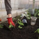 greenhouse-6226263_640