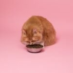 kabo-OouGoqQuf64-unsplash