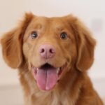 golden-retriever-puppy (1)