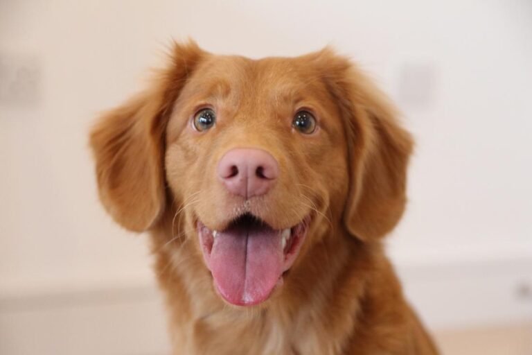 golden-retriever-puppy (1)