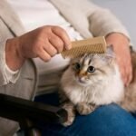 owner-brushing-cute-cat-side-view_23-2150139681